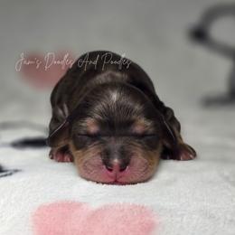 Ronal - Merle female Cockapoo puppy in Cleveland, Georgia from Jam's Doodles And Poodles