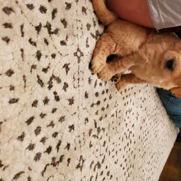 Goldendoodle Puppies from Soule Buddies