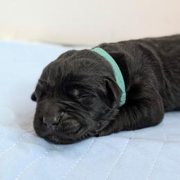 Blue collar - Black male Cane Corso puppy in Cove, Oregon from Bane's Legacy Cane Corso