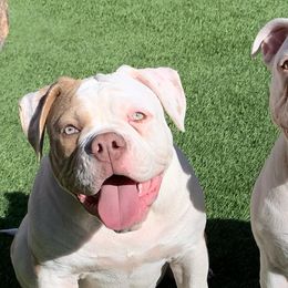 American Bulldogs from Sirline Bulldogs