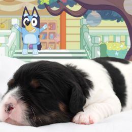 Bluey - Tri-color male Cavapoo puppy in Hendersonville, North Carolina from Grayfinn House