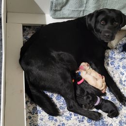 Labrador Retriever Puppies from Gentry Labs