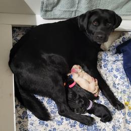 Labrador Retriever Puppies from Gentry Labs