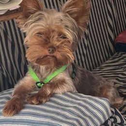 Marlin - Yorkshire Terrier