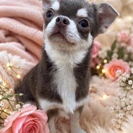 Pearla - Blue and tan female Chihuahua puppy in Smyrna, Georgia from GeorgiasChihuahuas