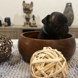 French Bulldog Puppies from Desert Madness Frenchies