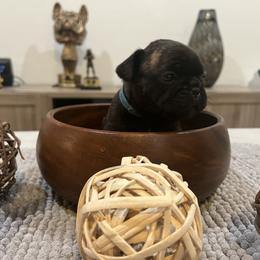French Bulldog Puppies from Desert Madness Frenchies