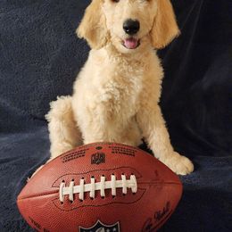 Goldendoodle Puppies from Hampton Blu Doodles
