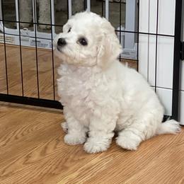 Lemon Drop - Bichon Frise puppy from Happy Tails Bichons