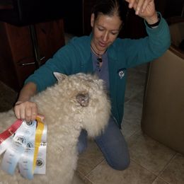 Bouvier des Flandres from Amstream Bouvierz