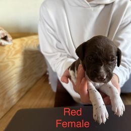 German Shorthaired Pointer Puppies from Bernardonis