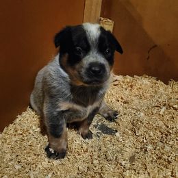 Australian Cattle Dog and Pembroke Welsh Corgi Puppies from Leatherman Quarter Horses