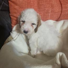 Harbor (Maroon boy) - White male Poodle puppy in Griswold, Connecticut from Flatrock Kennels of CT