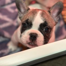 French Bulldog Puppies from Pawcific Coast Bullies