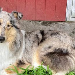 Collies from Tyler Brook Farm