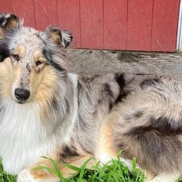 Collies from Tyler Brook Farm