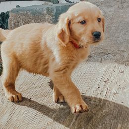Golden Retriever Puppies from Heartland Goldens