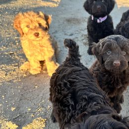 Australian Labradoodle Puppies from Sun Canyon Australian Labradoodles
