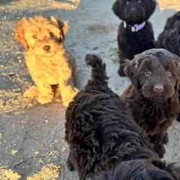 Australian Labradoodle Puppies from Sun Canyon Australian Labradoodles