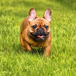 Kaia - Fawn female French Bulldog puppy in Keeseville, New York from Big Sky Frenchies
