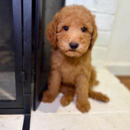 F1B Goldendoodle Barnacle - Red  male Goldendoodle puppy in Redding, California from Casa Delarosa Collective Poodles & Doodles