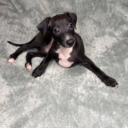 Tux - White and black male Italian Greyhound puppy in Haywood, Kentucky from Kentucky Greyhounds