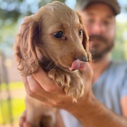 George - Red male Dachshund puppy in Conway, Missouri from Ozark Mountain Kennel