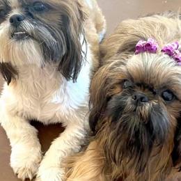 Shih Tzus from West Coast Shih Tzu/Reno Tzu Haven