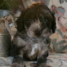 Ross ( red collar) - Black and tan male Schnoodle puppy in Novinger, Missouri from Stormi Sky Schnoodles