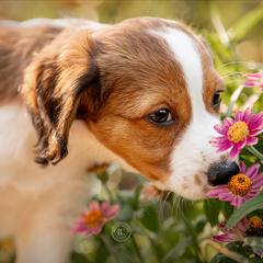 Nederlandse Kooikerhondje Puppies from Driftless Kooikerhondjes