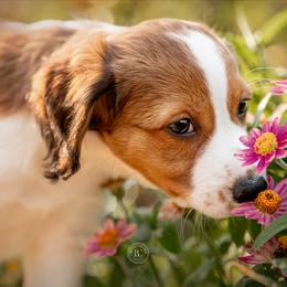 Nederlandse Kooikerhondje Puppies from Driftless Kooikerhondjes