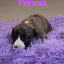 Girl 1 - Fawn brindle female Whippet puppy in Brooksville, Florida from Phasion Whippets Kimberly & Paul Norton Sr.