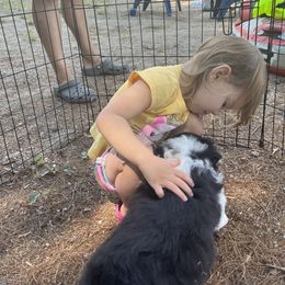 Australian Shepherd Puppies from Wild Atlantic  Aussies
