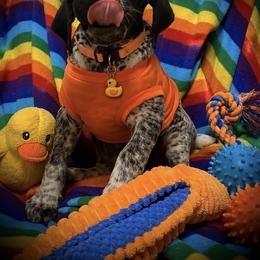 Orange male black roan available - Black roan male German Shorthaired Pointer puppy in Hardeman County, Tennessee from Howell Farm GSP
