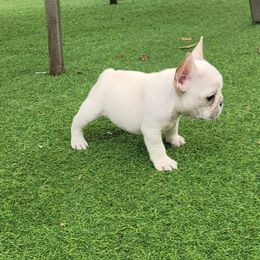 Black boy - Cream male French Bulldog puppy in Polk City, Florida from Best Friend Frenchies, LLC
