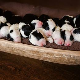 Bernedoodles and Sheepadoodles from Cooper Creek Puppies