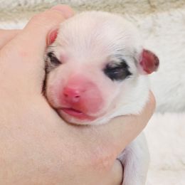 Blue Merle Boy - Blue merle and white male American Corgi puppy in Clovis, New Mexico from Sweet & Salty Cowdogs