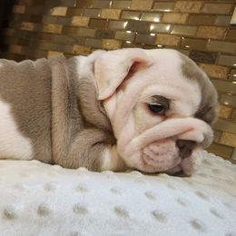 Bulldogs from Mindy's Bulldogs