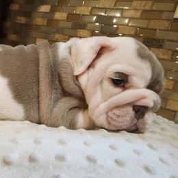 Bulldogs from Mindy's Bulldogs