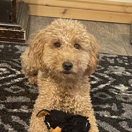 Tym - Goldendoodle