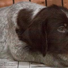 German Wirehaired Pointer Puppies from CanDo German Wirehaired Pointers