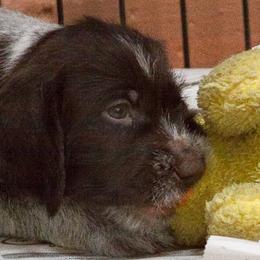German Wirehaired Pointer Puppies from CanDo German Wirehaired Pointers