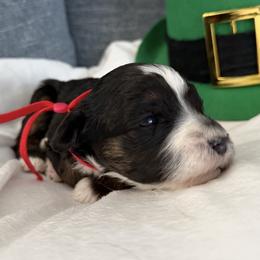 Miss Red - Tri-color female Bernedoodle puppy in Toledo, Ohio from Avery Doodle Day LLC