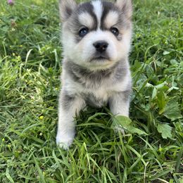 Pomsky Puppies from SRF Pomskies