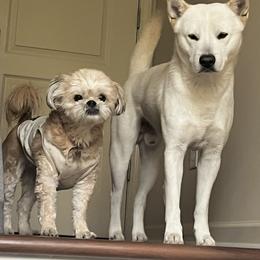 Jindo All Grown Up from Hwarang Kennel Korean Jindo | 화랑 진돗개