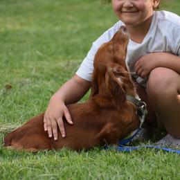 Penny - Red female Dachshund puppy in Lufkin, Texas from L & A Dachshunds