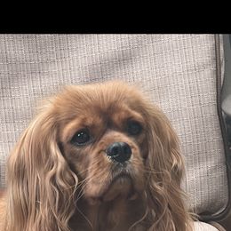 Rosie - Cavalier King Charles Spaniel