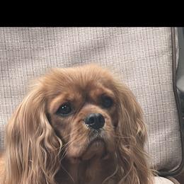 Rosie - Cavalier King Charles Spaniel