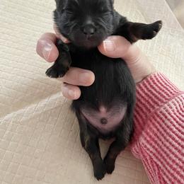 Perfect little black and tan boy - Black and tan male Pomeranian puppy in Kelso, Washington from Highlander Pomeranians