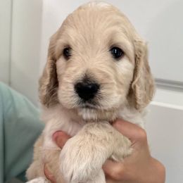 Buddy - Cream Goldendoodle puppy in Salem, Oregon from Capital Doodles